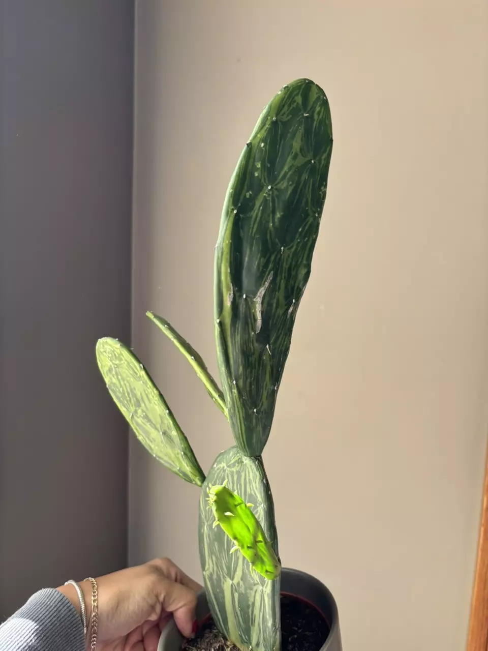 plant/Variegated opuntia prickly pear cactus-1