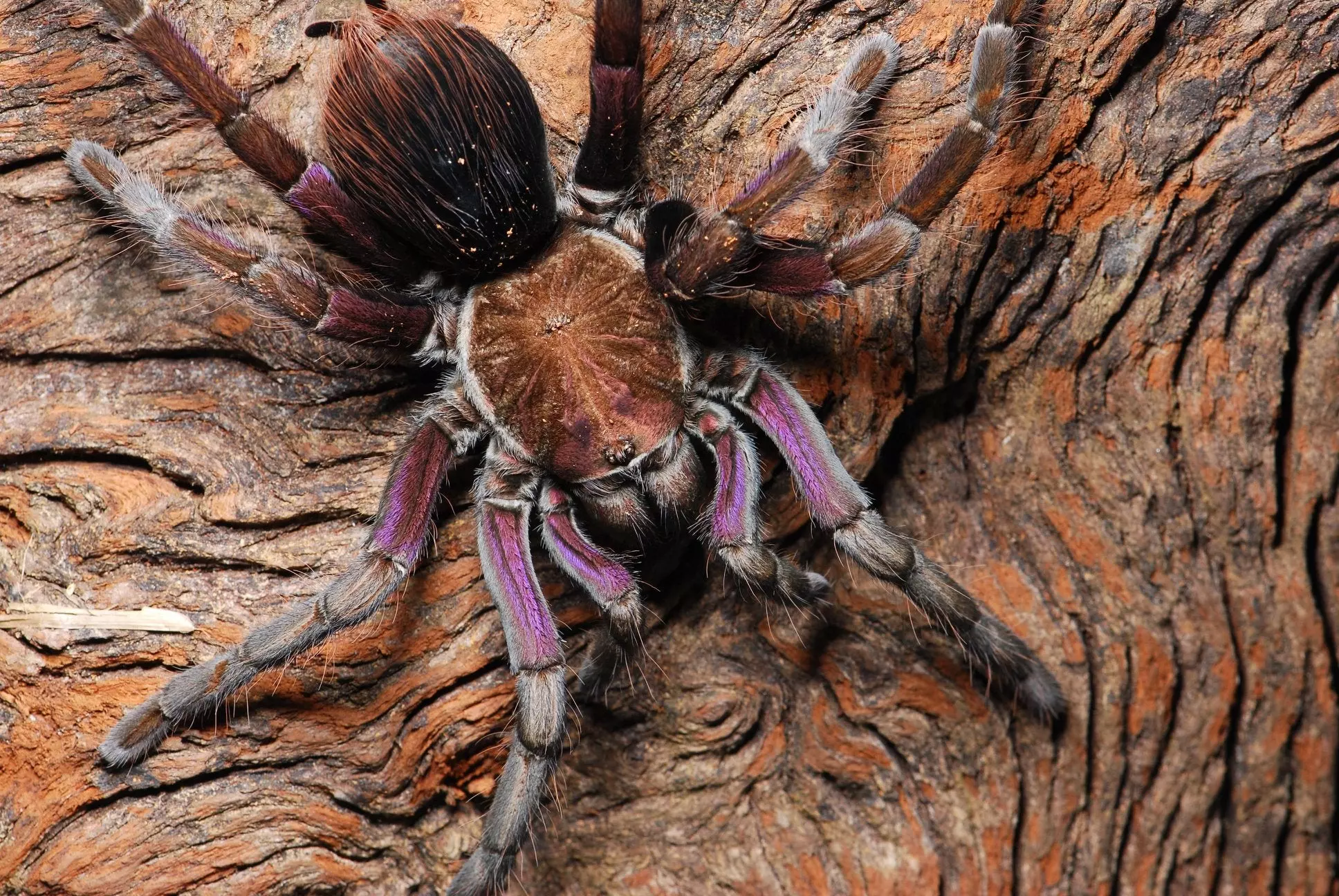 plant/$150 Retail Pamphobeteus insignis (Colombian Purple Bloom Tarantula) (True Insignis) 1-1.5"-0