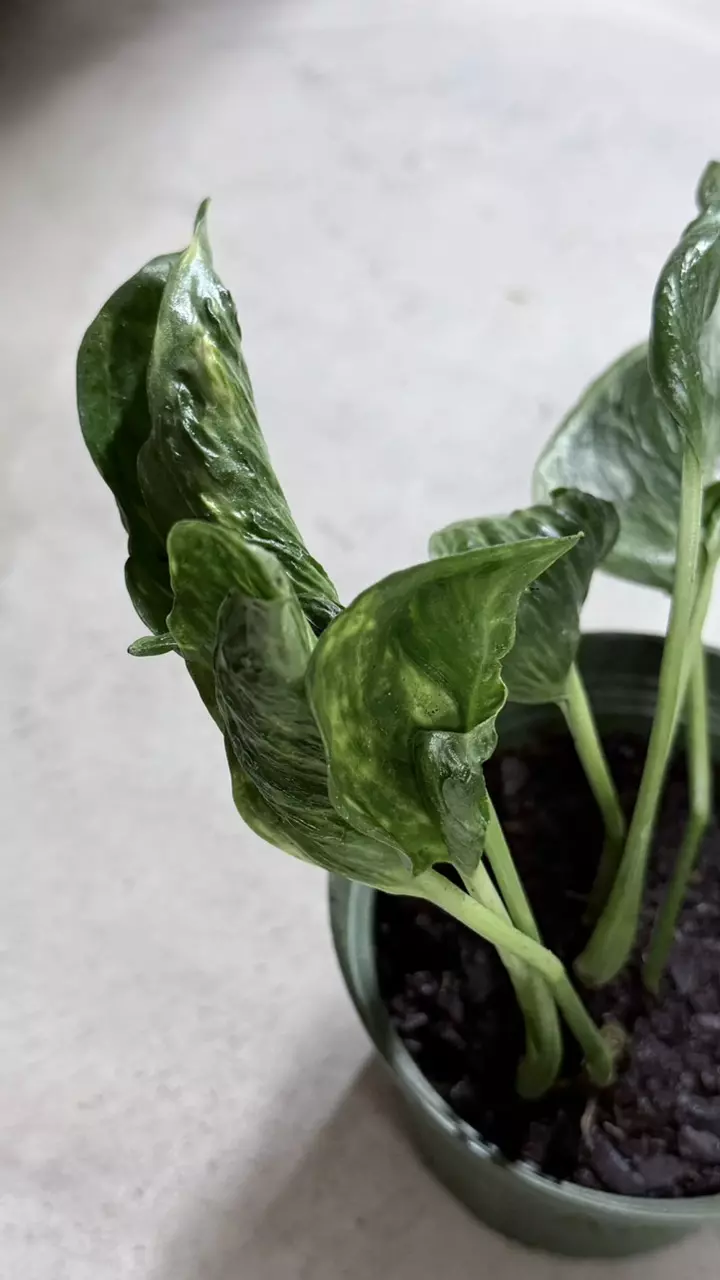 plant/EPIPREMNUM AUREUM 'SHANGRI LA' ( plant for sale foto 2-3)-2
