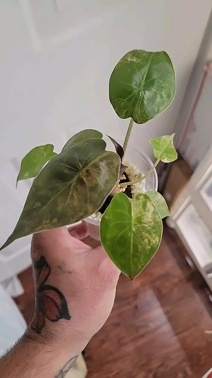 plant/Alocasia wentii var.-0