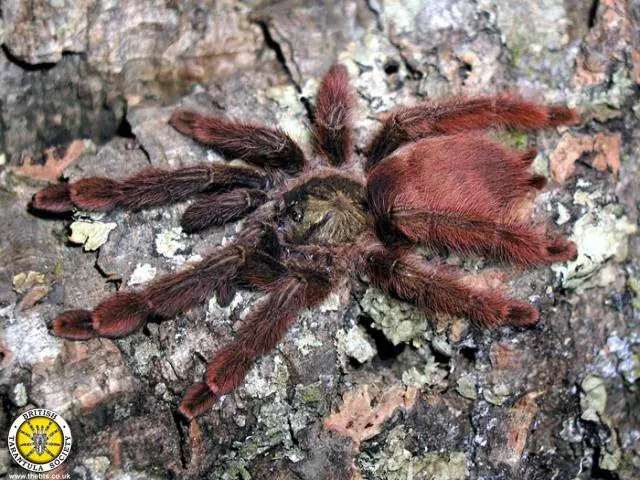 plant/$150 Retail Amazonius elenae (Ecuadorian Tree Spider) 2.5"-0