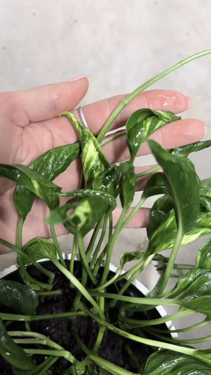 plant/EPIPREMNUM AUREUM 'SHANGRI LA' ( plant for sale foto 2-3)-0
