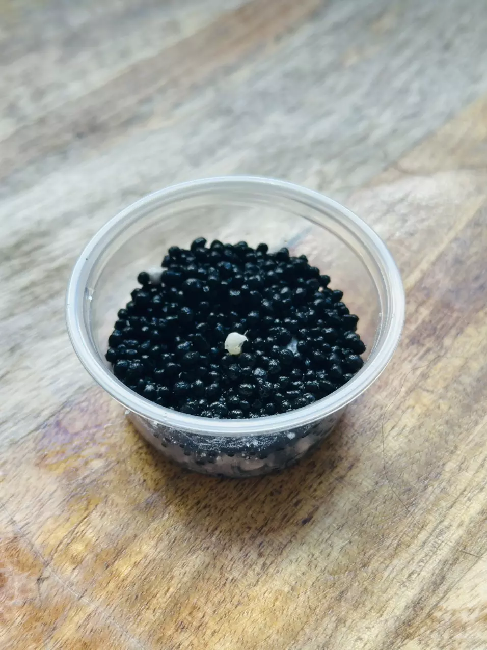 plant/Black Velvet Ninja Albo/Pink Rooted Corm-1