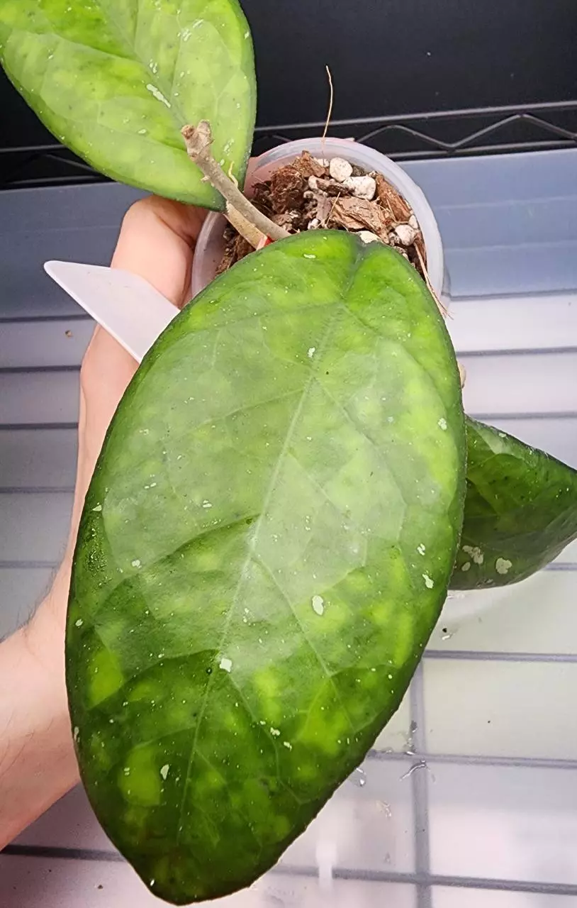 plant/Hoya Noelle-Free Shipping-1