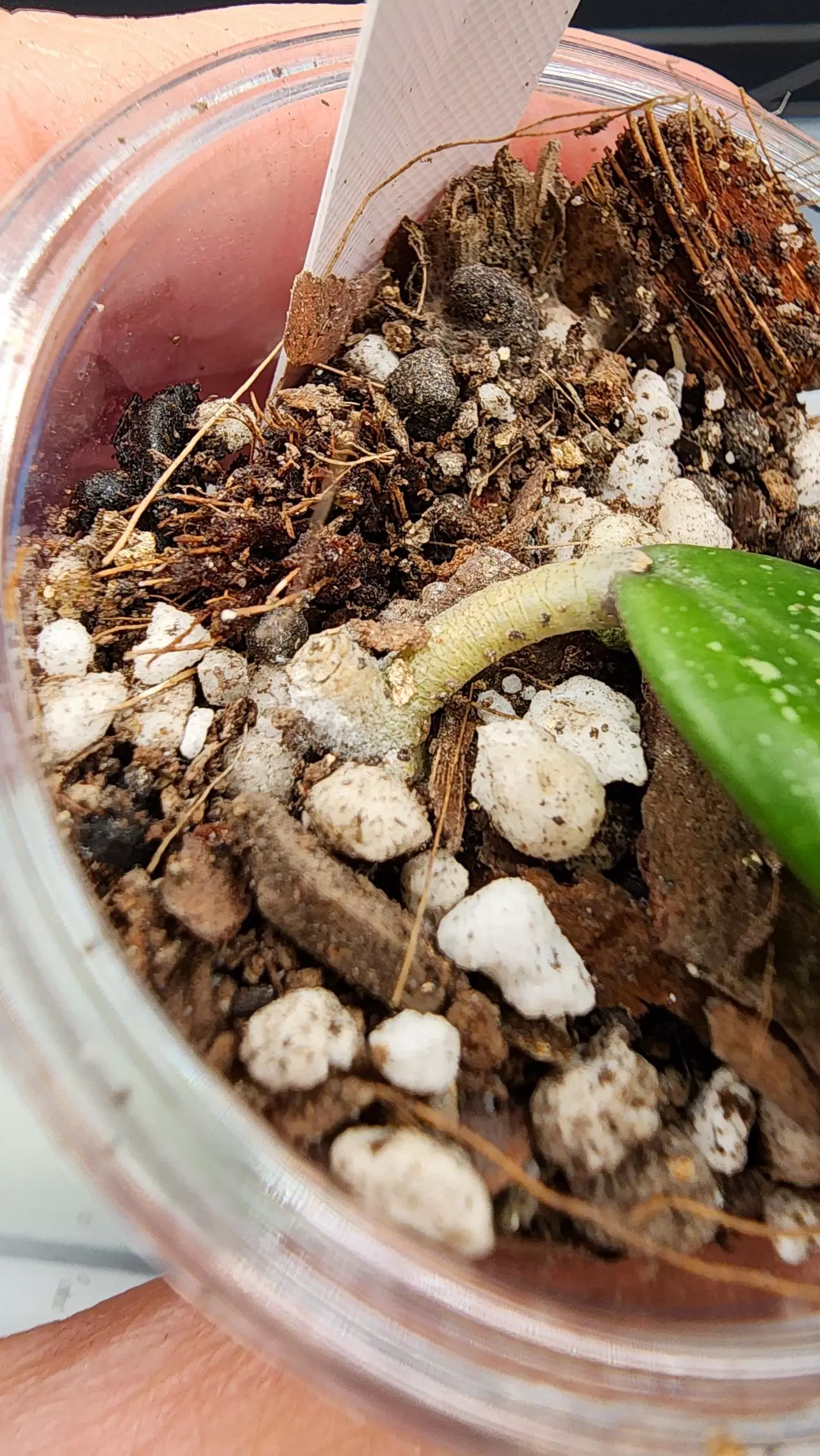 plant/Hoya AH Veda-1