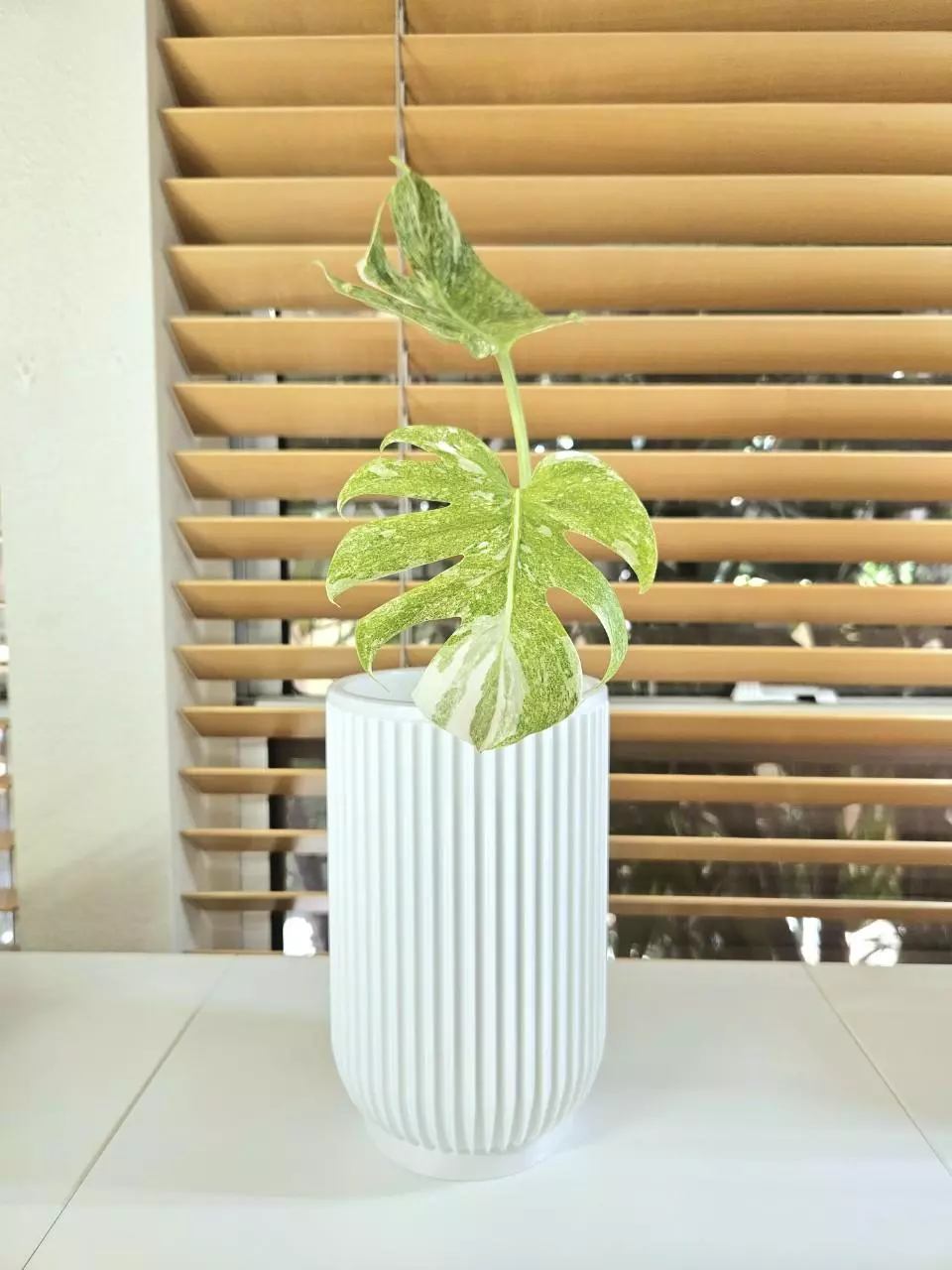 plant/4.7" self watering pot - white-3