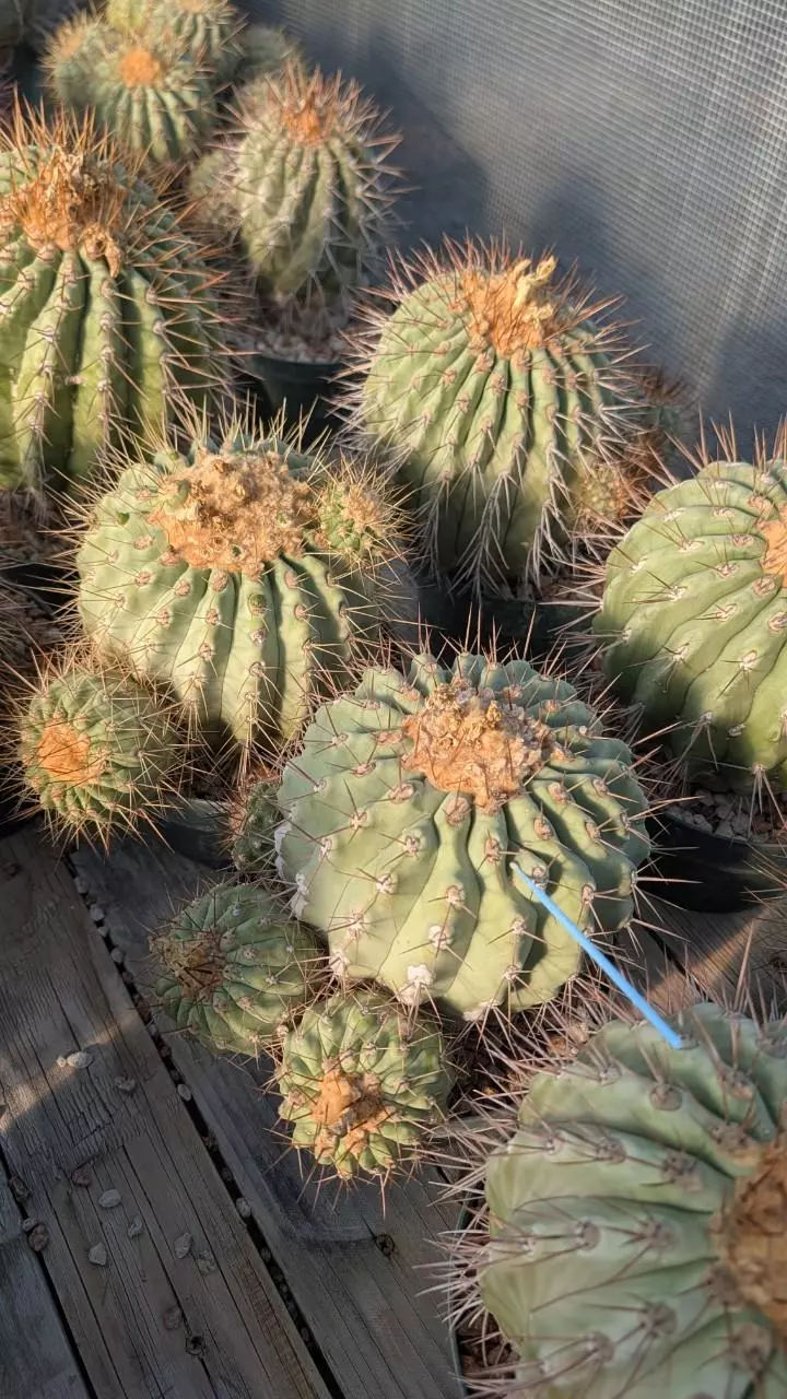 plant/NEW! Seed - Copiapoa Hasseltonia 10 pcs - mother plants in listing-0
