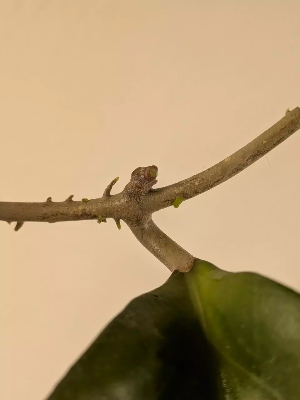 plant/Hoya AH052 2 nodes w growth point-3