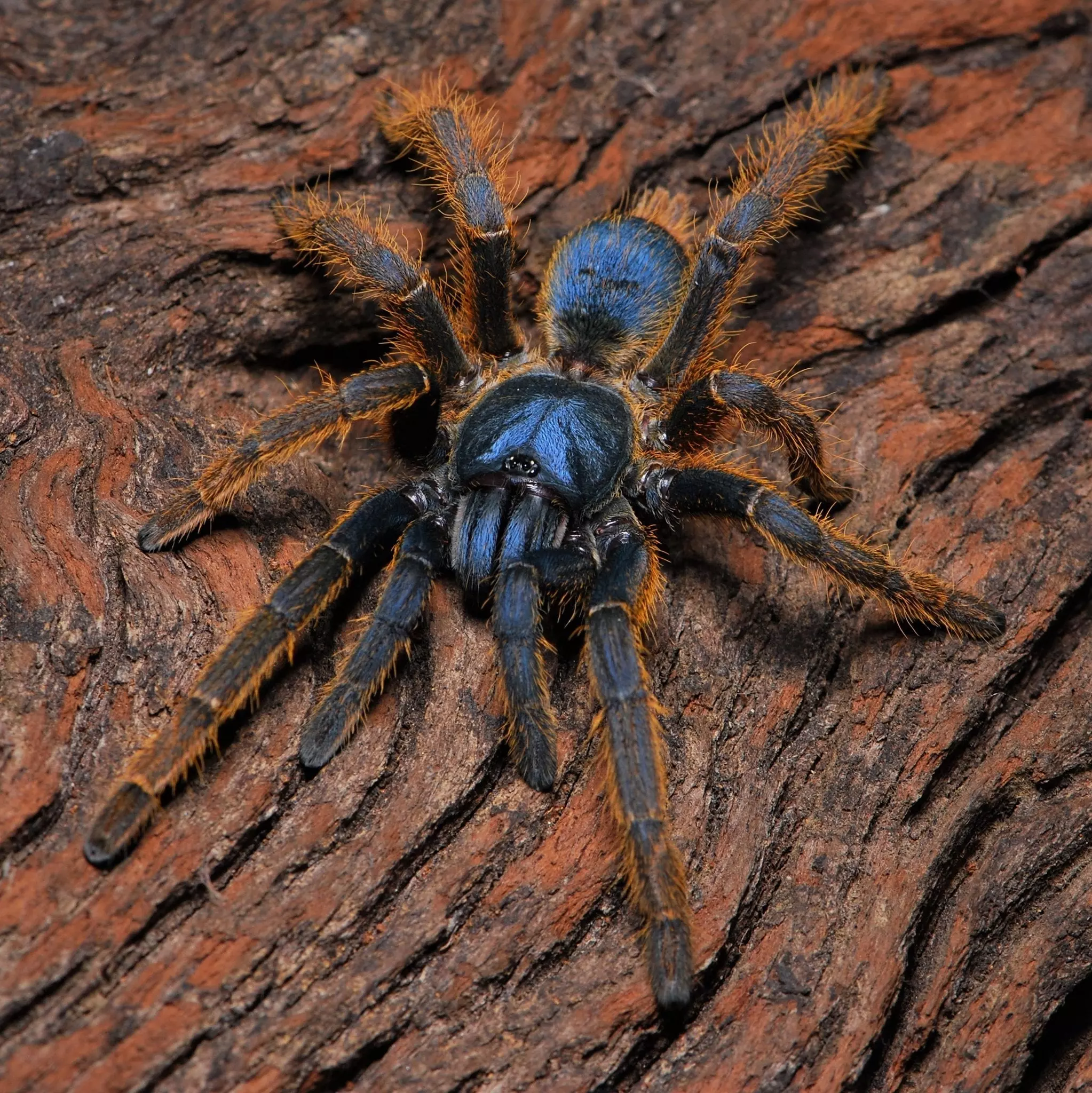 plant/$250 Retail Ornithoctoninae sp "Vietnam Silver" Spider 2-2.5"-0