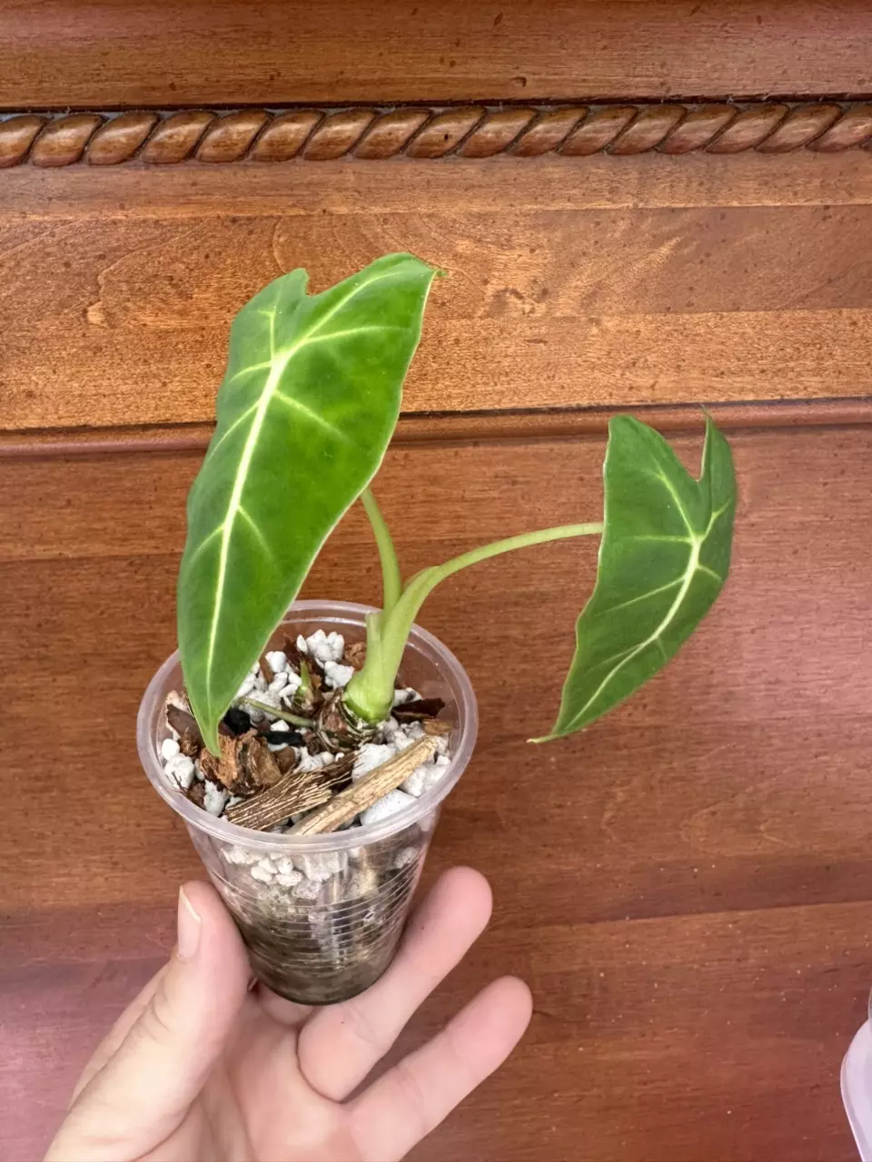 plant/Alocasia Micholitziana ‘Frydek’-0