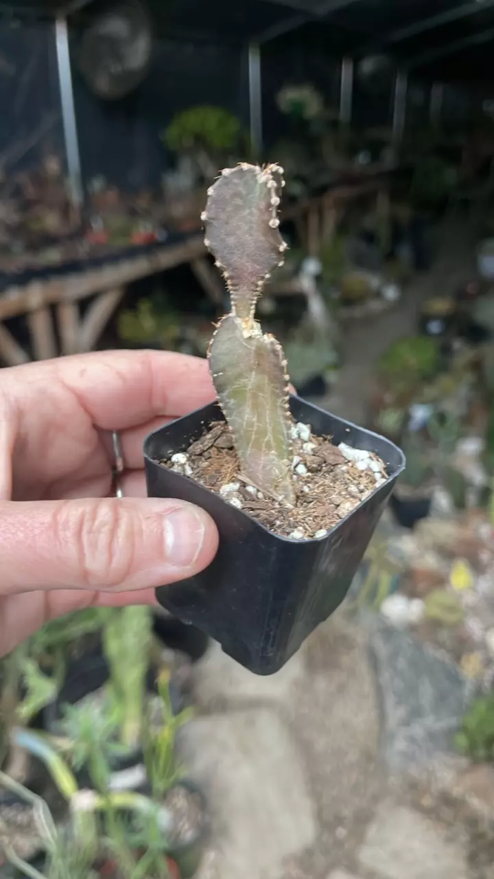 plant/Peniocereus Greggii 2”-0