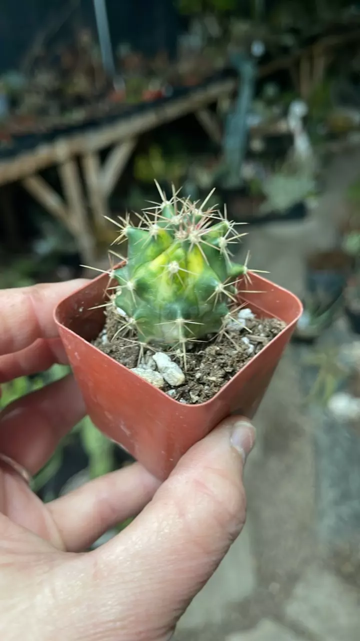 plant/Ferocactus Variegated 2”-0