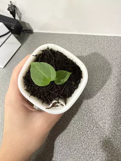 plant/Anthurium PapX × (Brielle × Red Crystal)-3-thumbnail