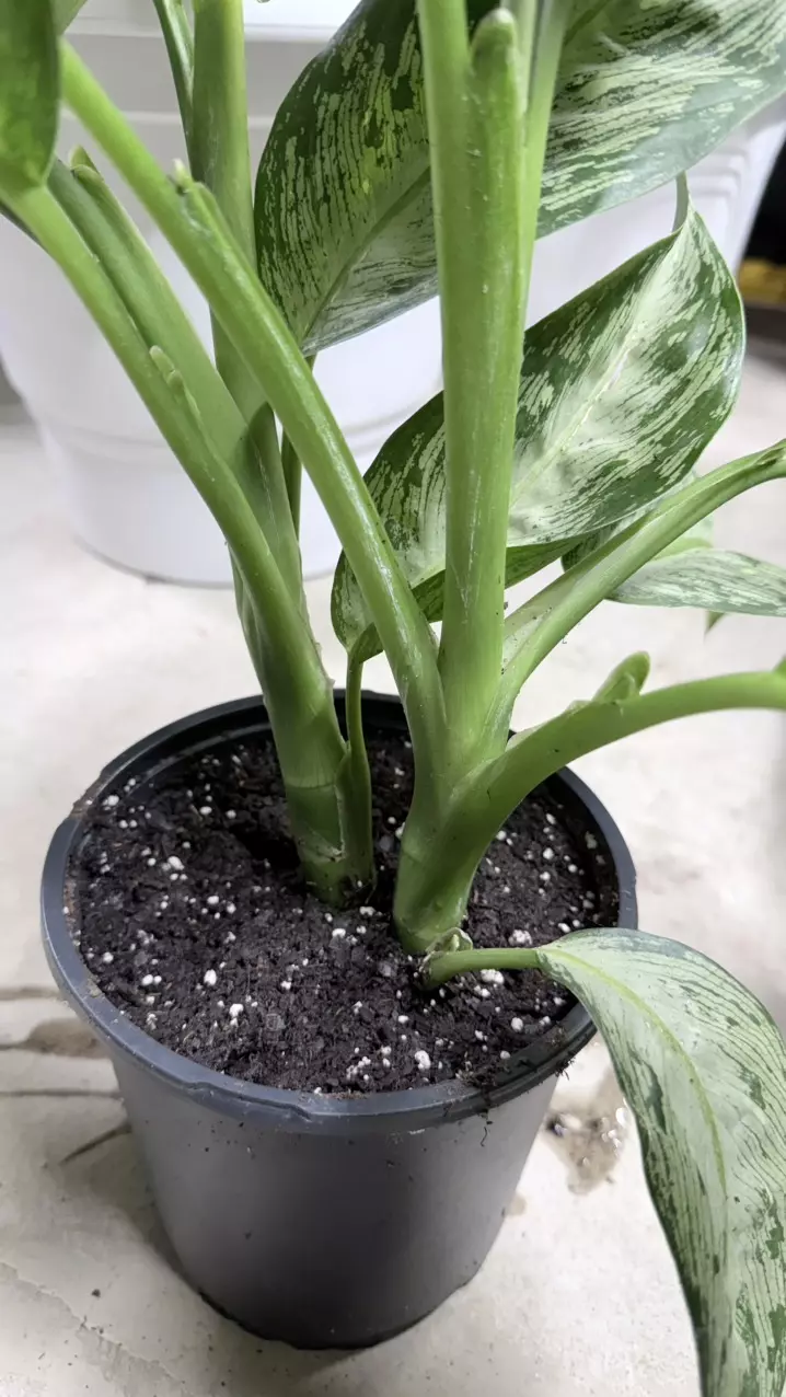 plant/Aglaonema Crystal Bay (2 plants)-3