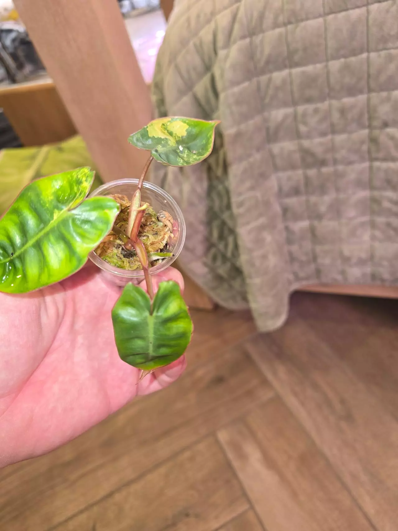 plant/Variegated Billie Philodendron-2