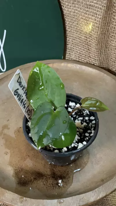 plant/A. Dark Phoenix x KD Goliath-5-thumbnail