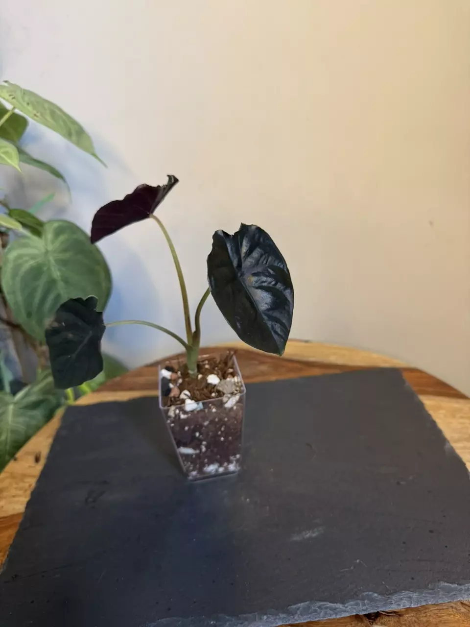 plant/Alocasia Infernalis Kapit-1