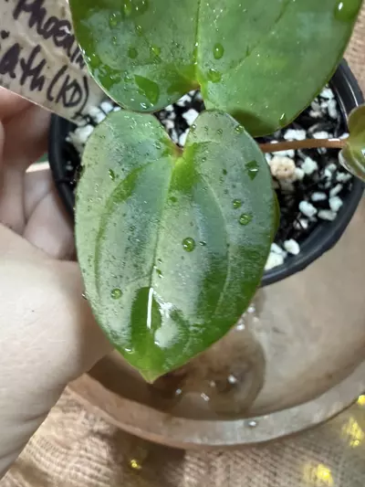 plant/A. Dark Phoenix x KD Goliath-2-thumbnail