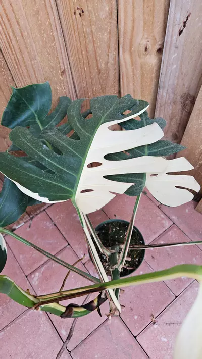 heat_pack/Giant Monstera Deliciosa Alba Albo variegated LIVE PLANT 3ft tall-2-thumbnail