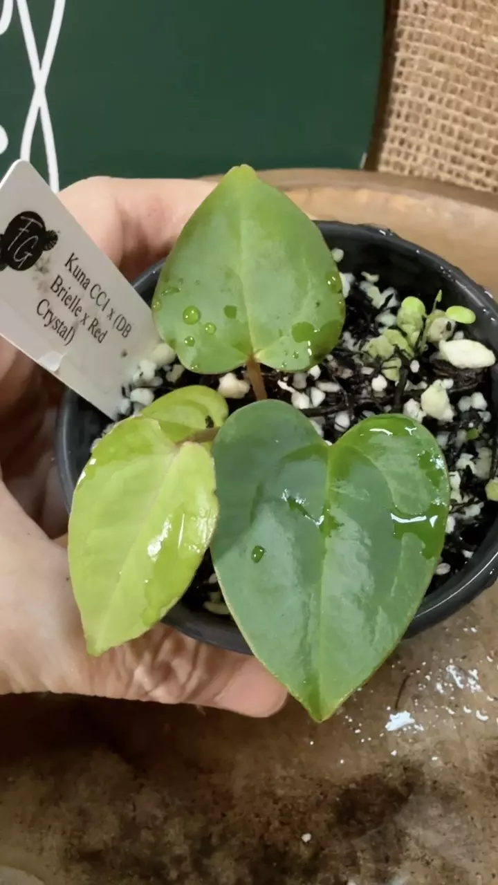 plant/A. Kuna CC1 x (DB Brielle x Red Crystal)-4