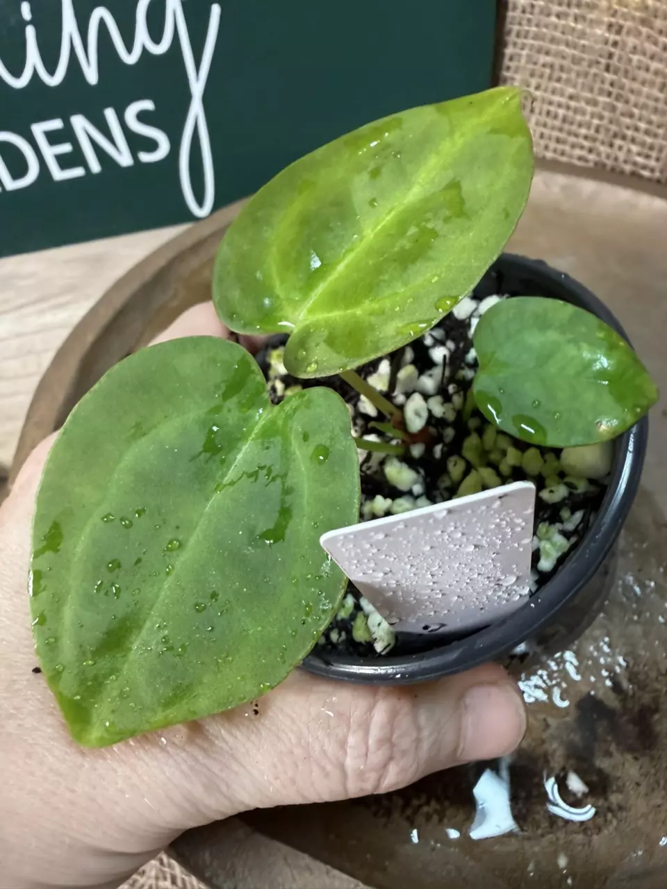 plant/A. Mag x Indo Pap-1