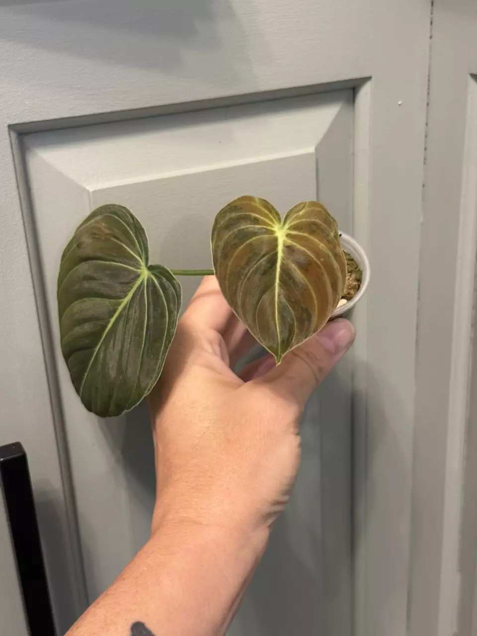 plant/Orange melano-2