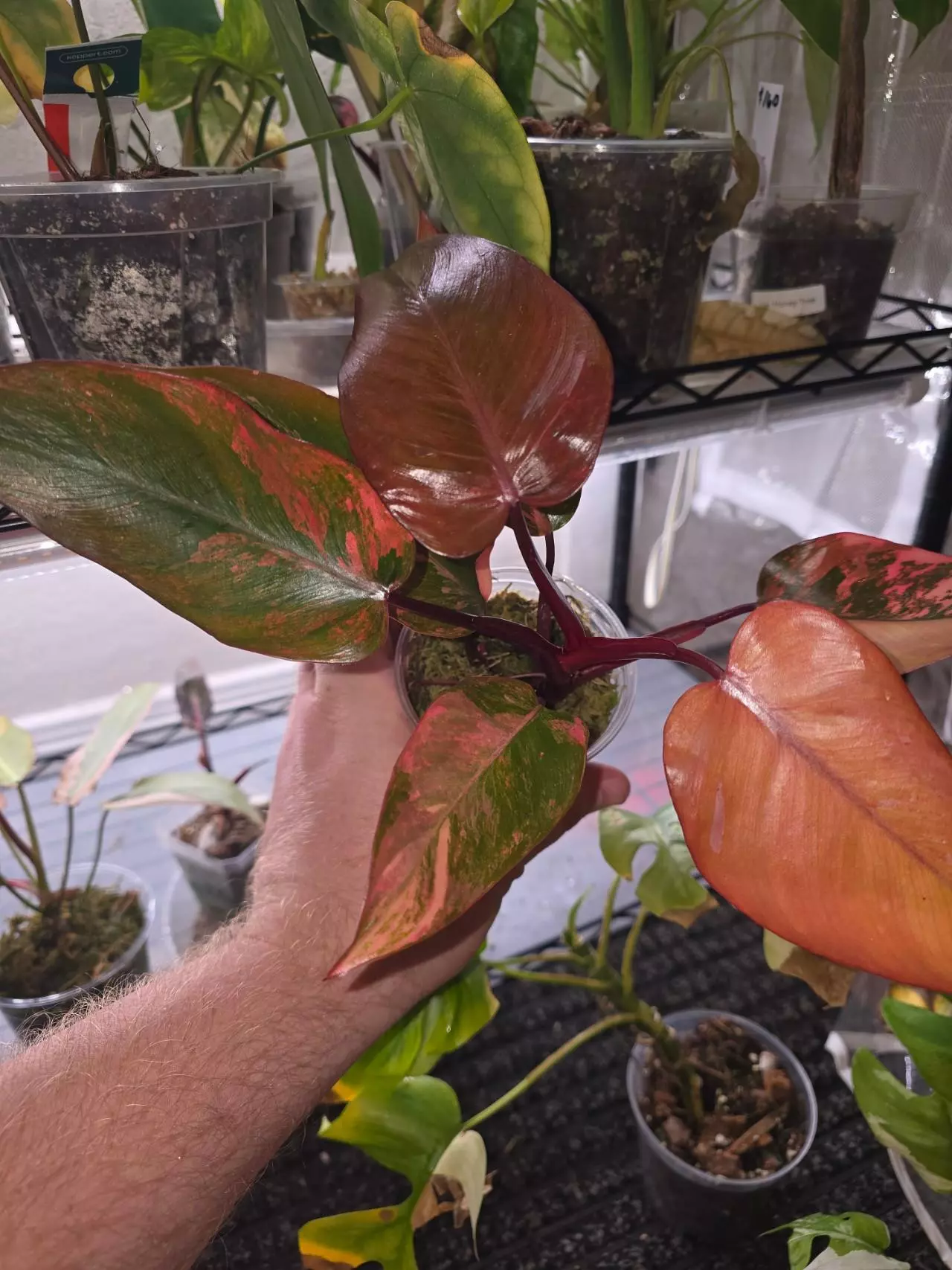 plant/Fire Princess Philodendron-1