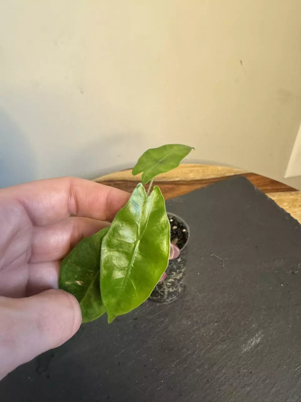plant/Alocasia Longiloba lemon lime-1