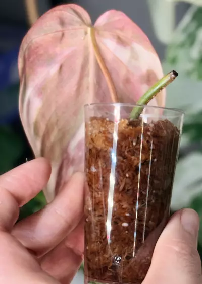 plant/Philodendron Variegated Micans – Single Leaf Cutting-2-thumbnail