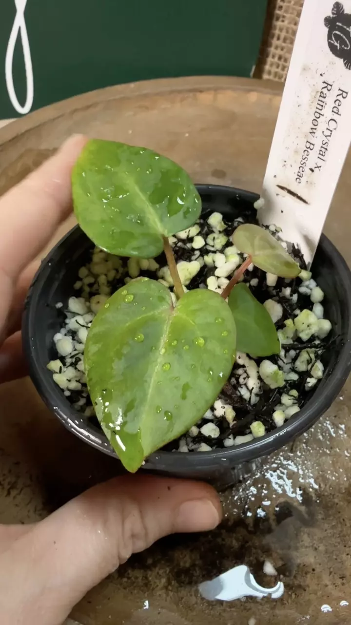 plant/A. Mag Verde x Rainbow Bess-4