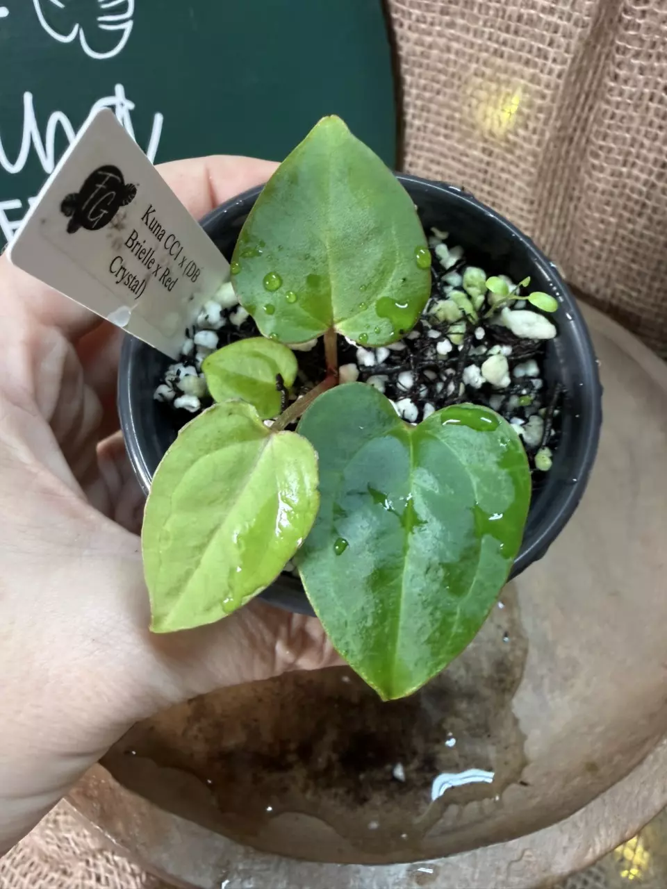 plant/A. Kuna CC1 x (DB Brielle x Red Crystal)-0