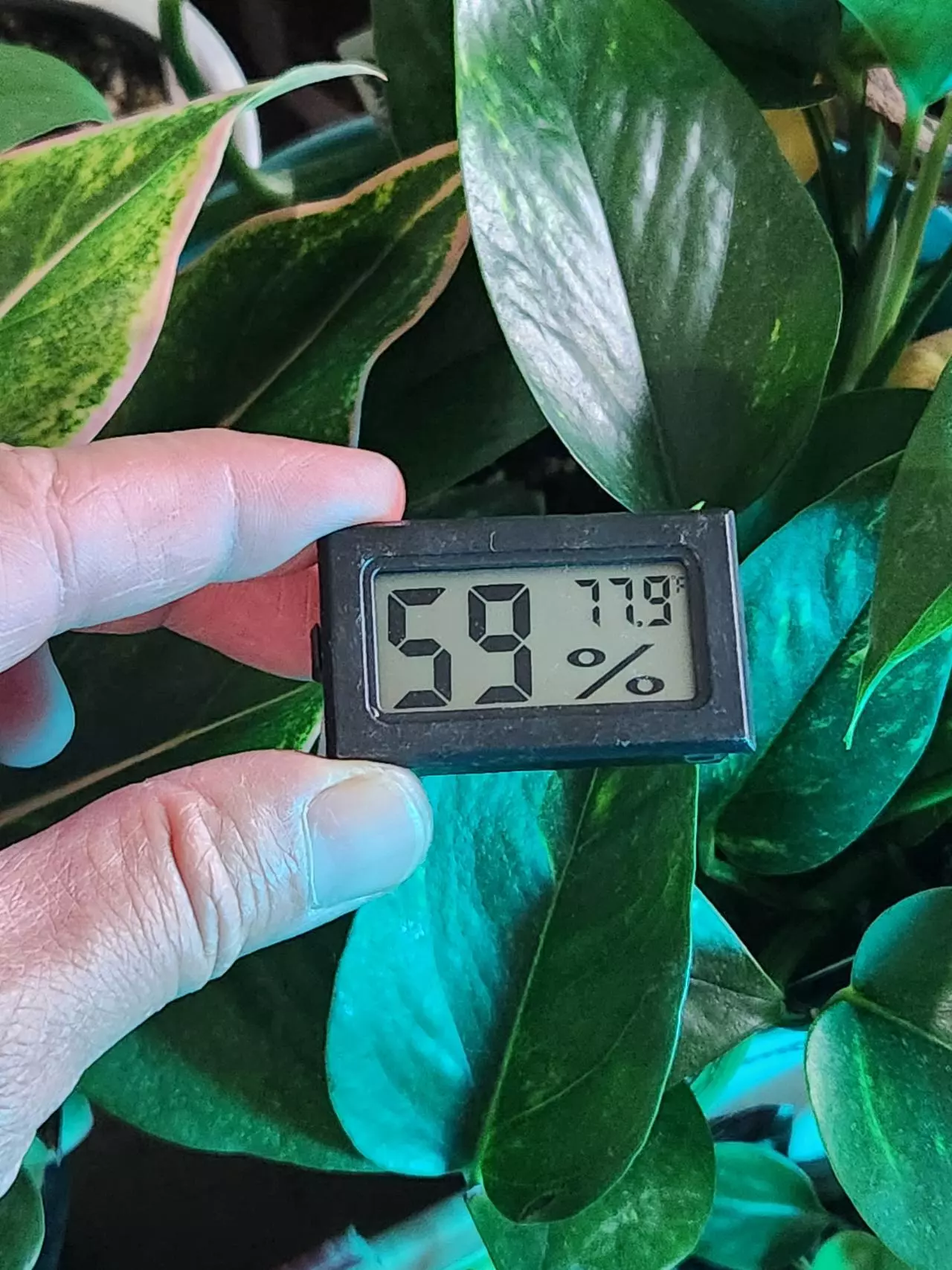 plant/Mini Hydrometer/thermometer-0