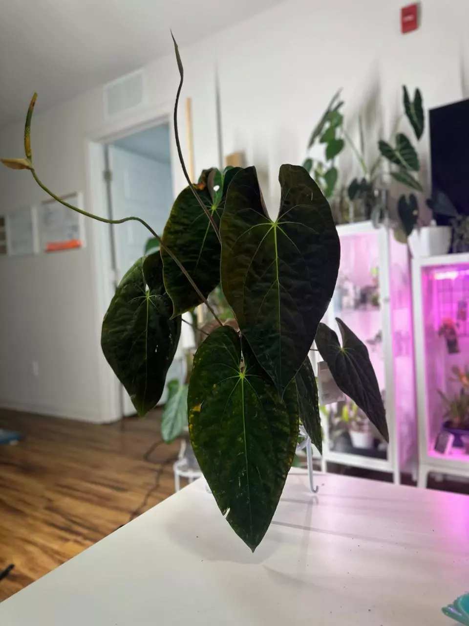 plant/Unnumbered RA Pap x Carla BVEP seedling-0