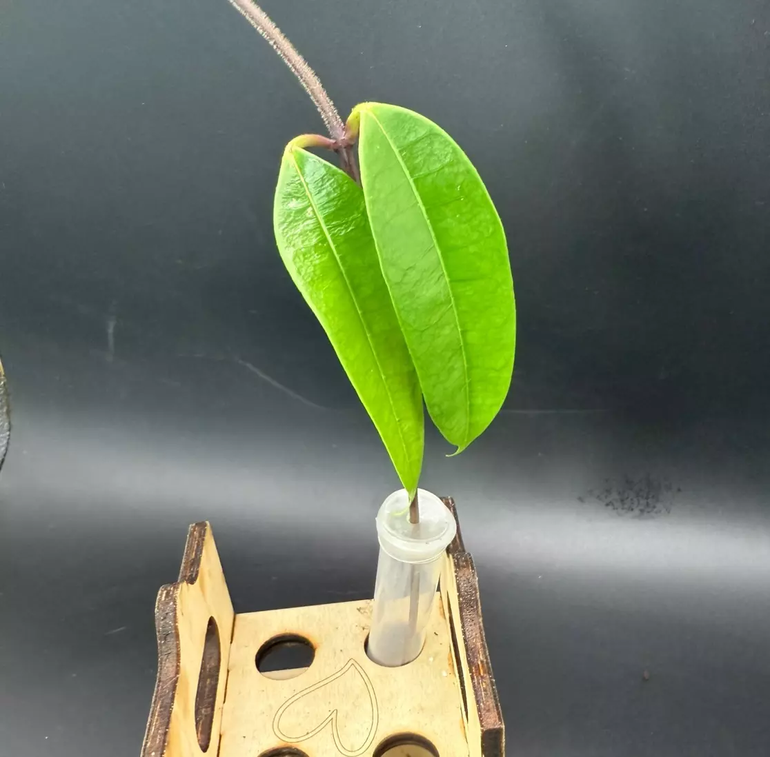 plant/Cutting: Hoya thuathienhuensis-1
