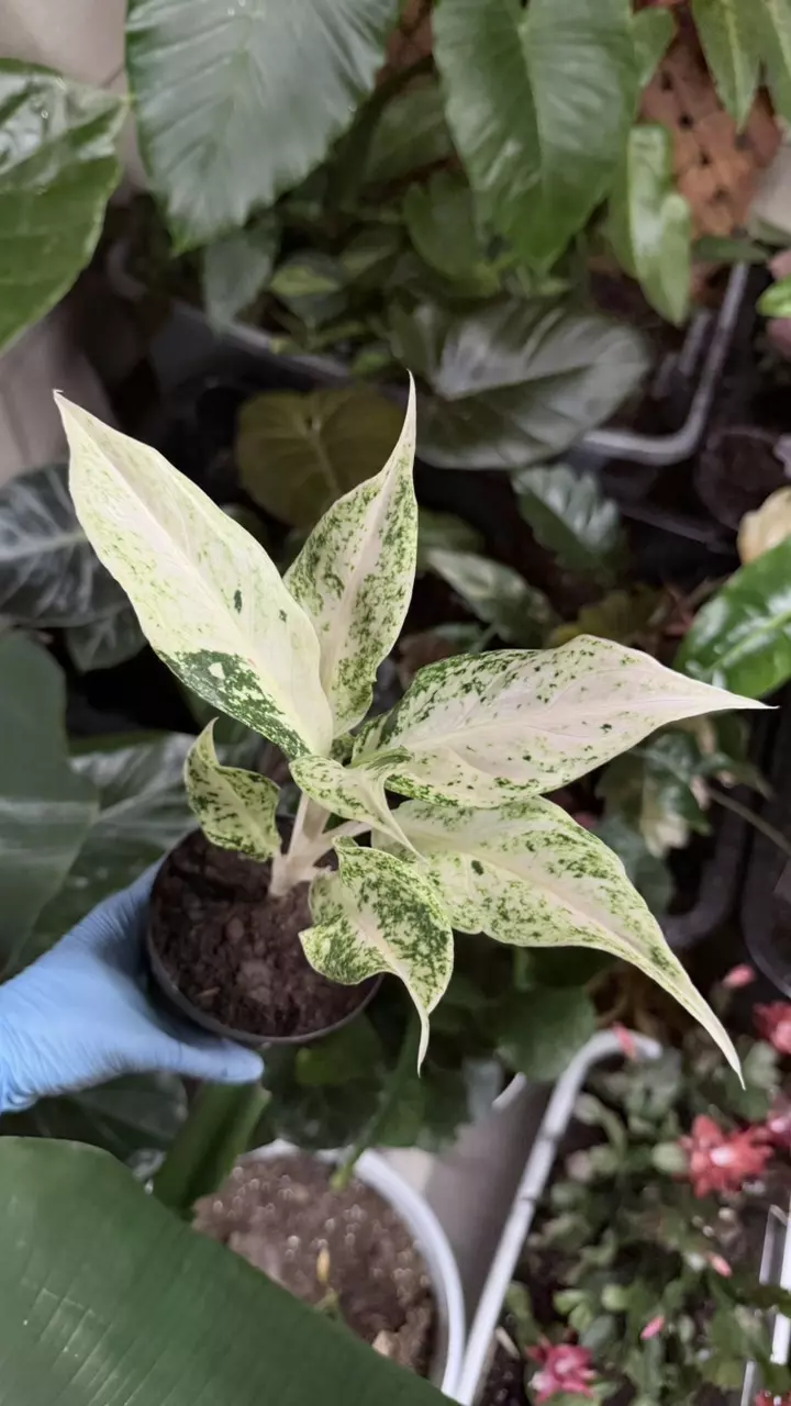 plant/Aglaonema Lak Chai-1