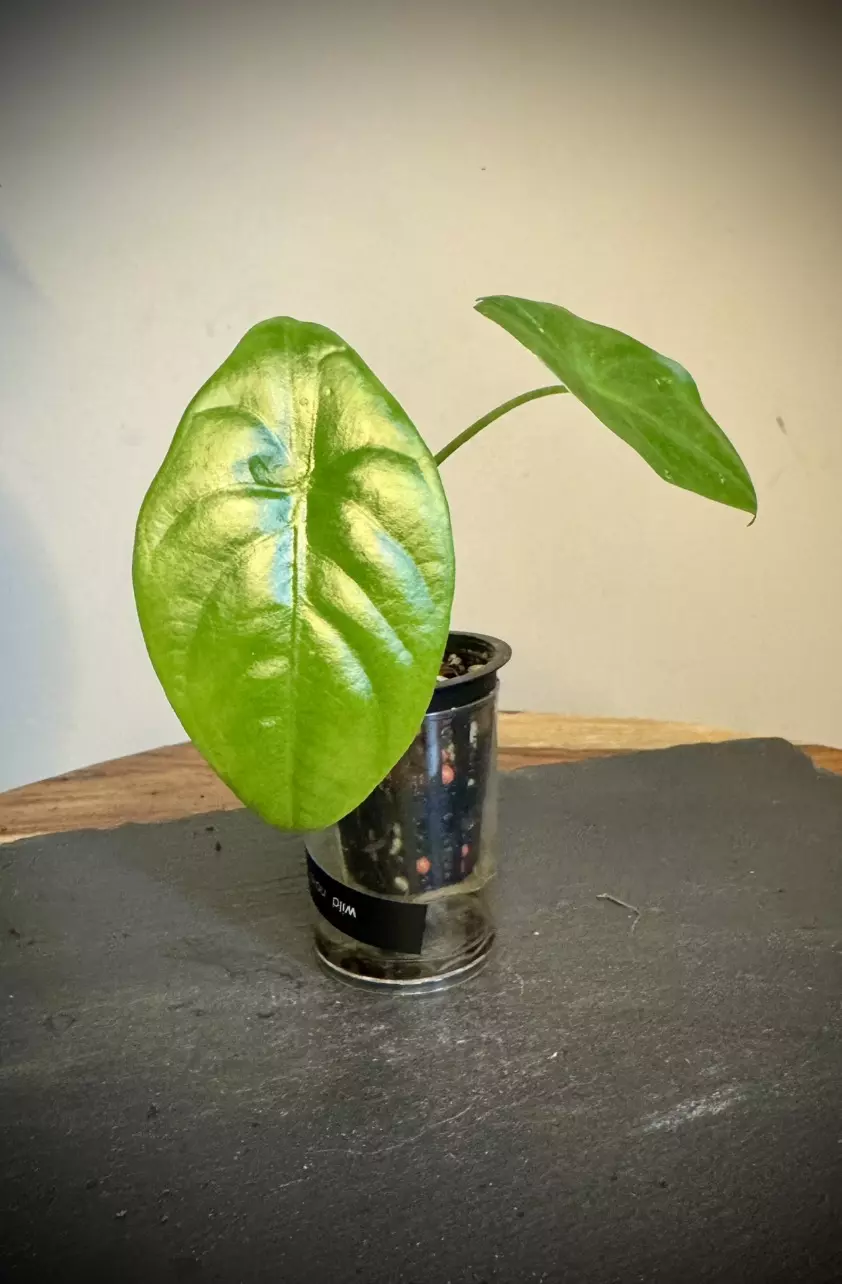 plant/Alocasia Wild Thai NOID-0