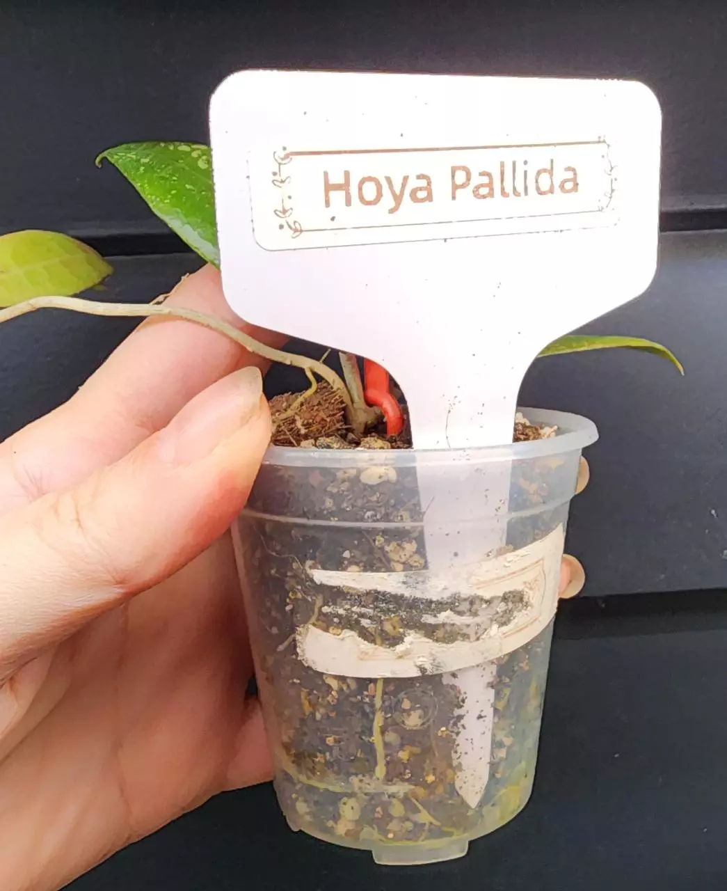 plant/Hoya Pallida-3