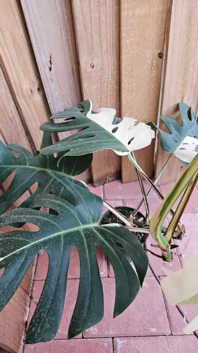 heat_pack/Giant Monstera Deliciosa Alba Albo variegated LIVE PLANT 3ft tall-3-thumbnail
