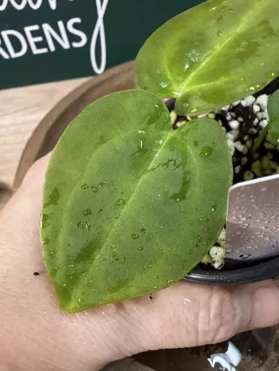 plant/A. Mag x Indo Pap-0-thumbnail