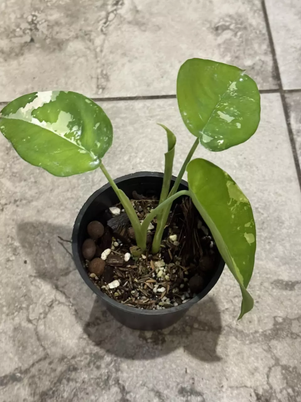 plant/Variegated Chiapense Syngonium-0