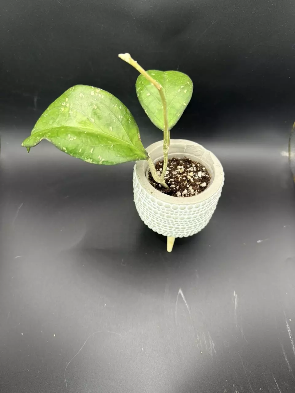 plant/Hoya Priktai Russia 464-0
