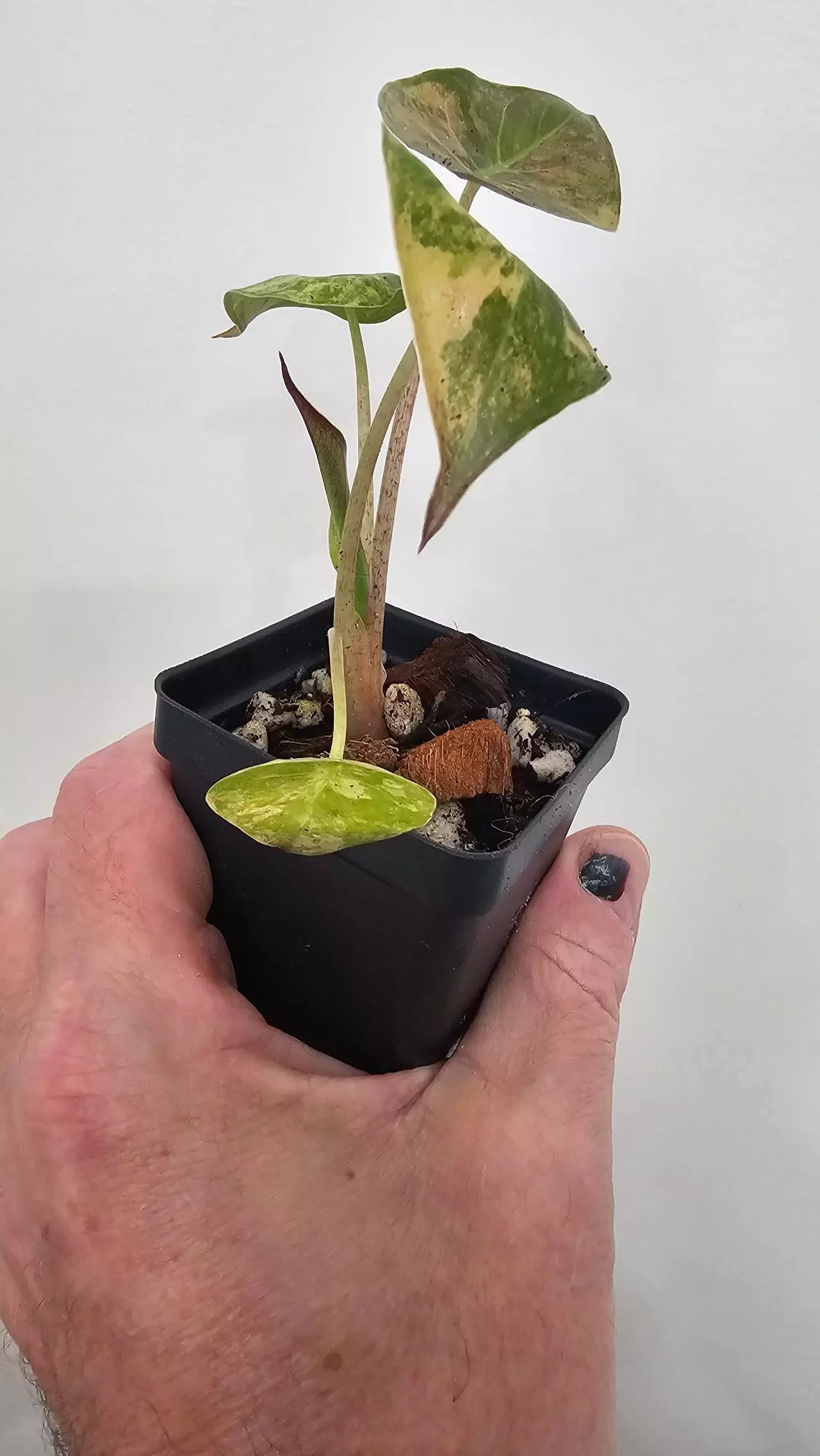 plant/Alocasia Wentii Aurea-5
