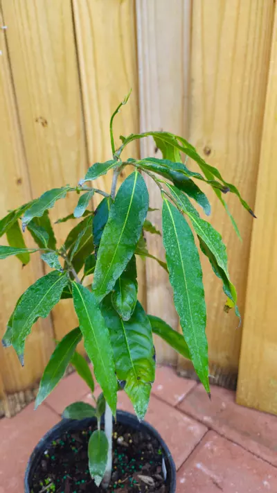 plant/LIVE PLANT 2ft Monoon longifolium False ashoka Asoka Polyalthia longifolia Mast-2-thumbnail