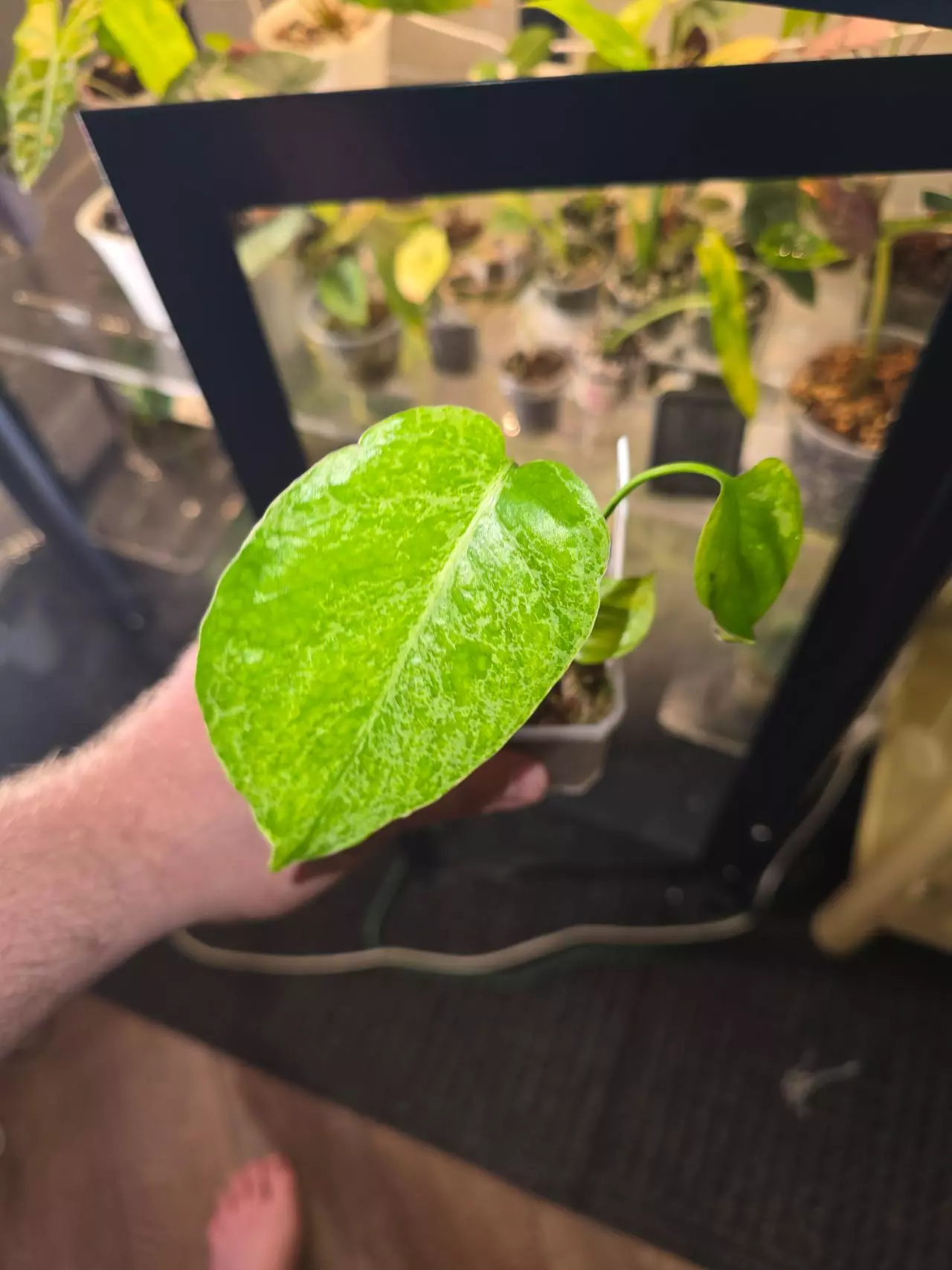 plant/Monstera Bulbasaur-0