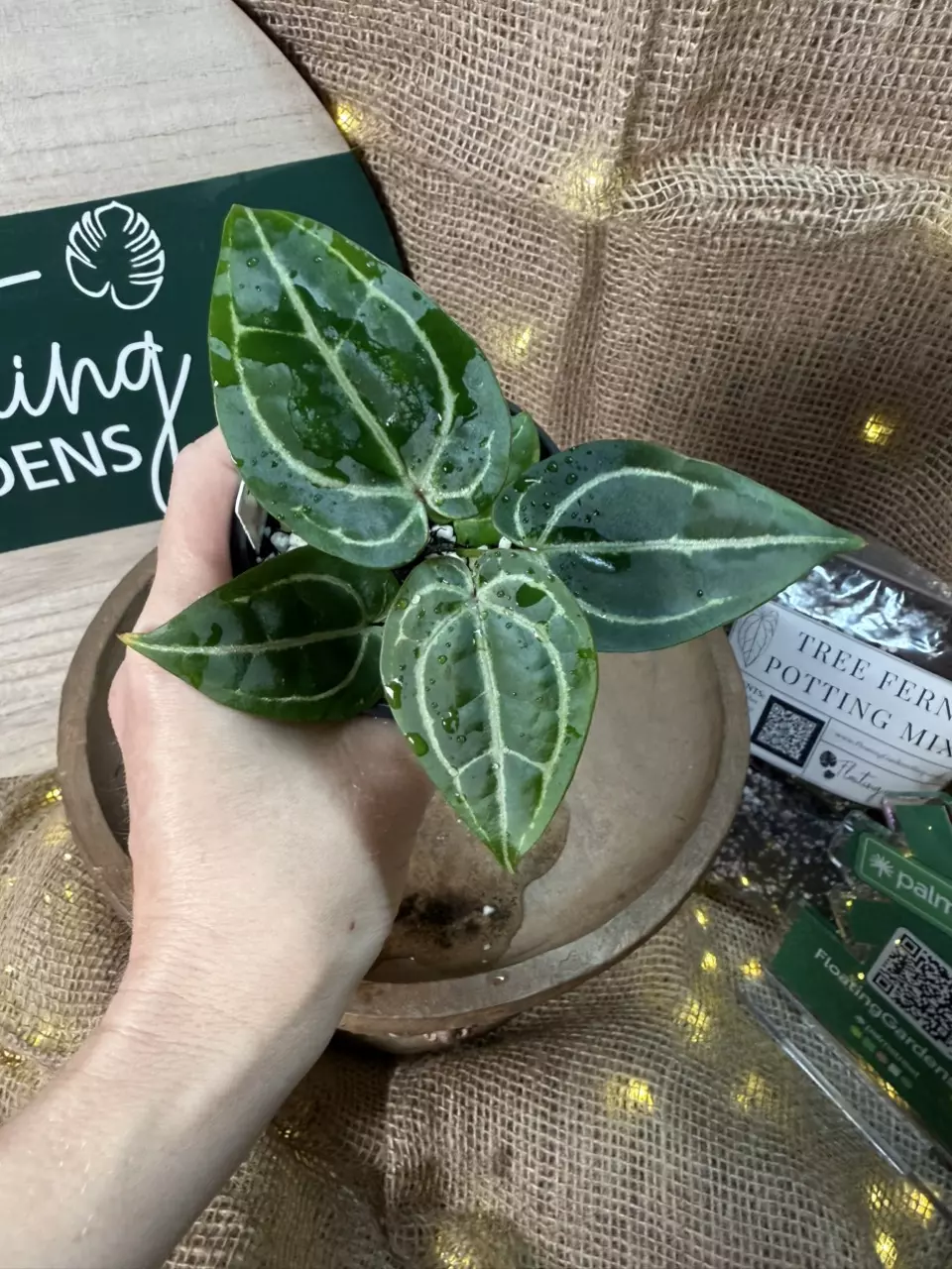 plant/A. Michelle x (Tim Anderson Black x Villenaorum) *Last 1!-0