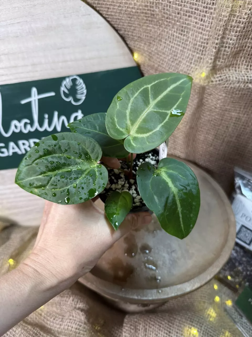 plant/A. Goliath x KD NOID The Dale *Last 2!-0