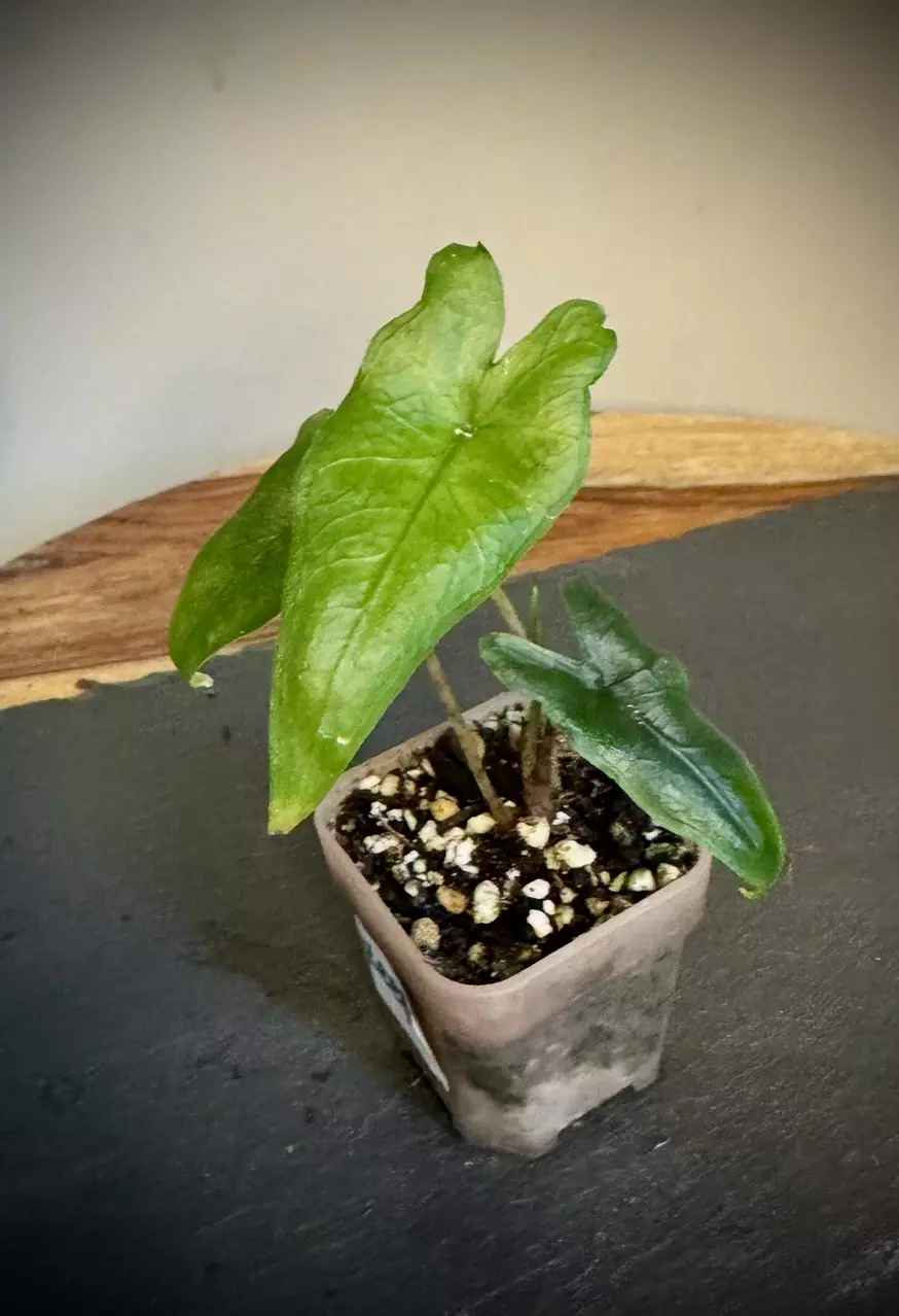 plant/Alocasia Sulawesi Narrow-0