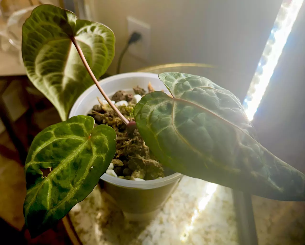 plant/Mature Red Crystal Wu5 x Wu4-2