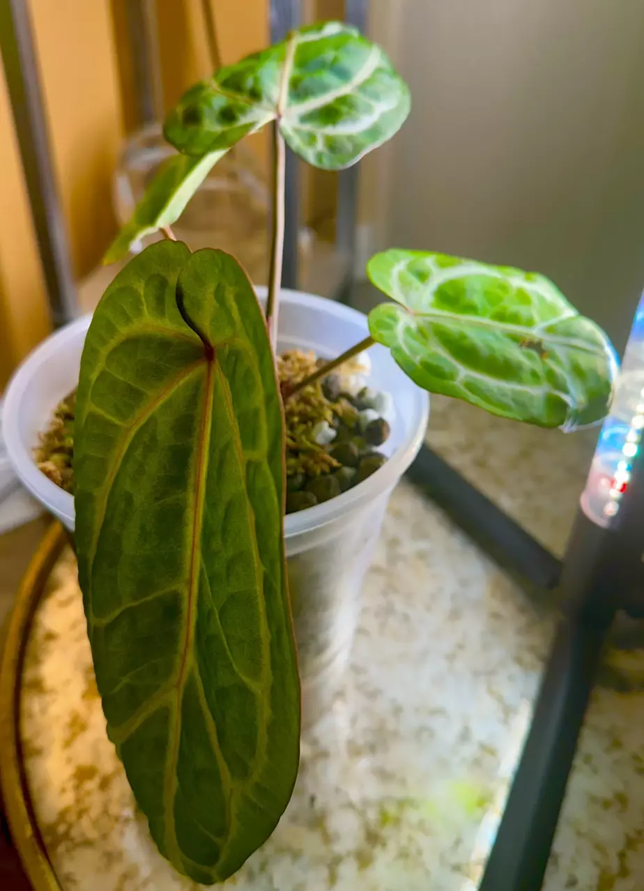 plant/Mature Red Crystal Wu5 x Wu4-1