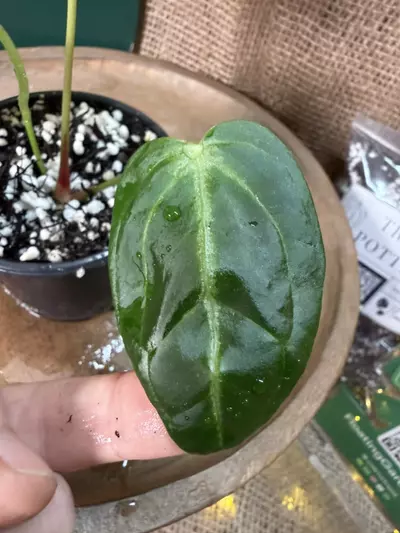 plant/A. Goliath x KD NOID The Dale *Last 1!-3-thumbnail